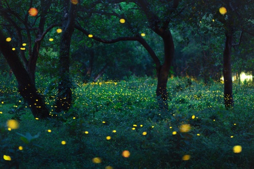 Bokeh light of firefly in forest